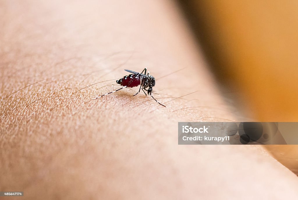 Close up a Mosquito sucking human blood Close up a Mosquito sucking human blood.Mosquito carries the pathogen causing Dengue Hemorrhagic Fever. 2015 Stock Photo