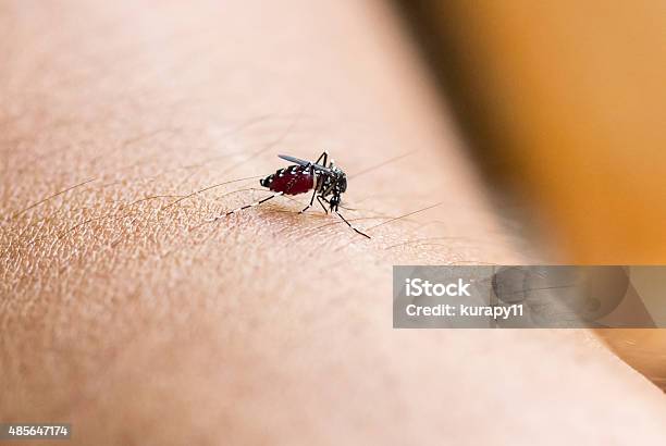 Close Up A Mosquito Sucking Human Blood Stock Photo - Download Image Now - 2015, Adult, Animal