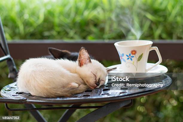 Cat Cafe Cute Kitten Sleeping On A Chair Stock Photo - Download Image Now - Coffee - Drink, Domestic Cat, 2015
