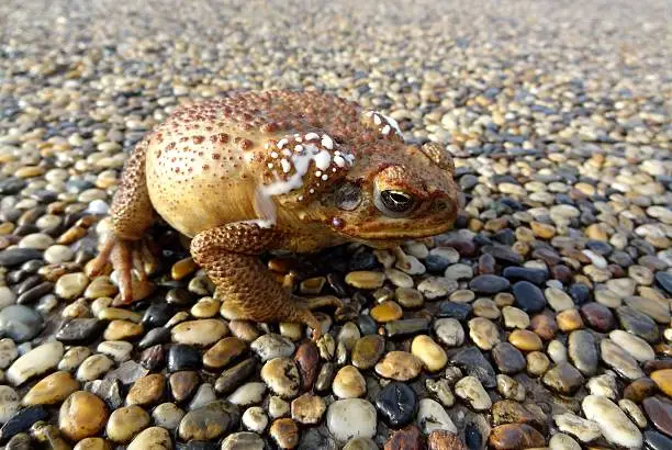 Close up of bloated Australian cane toad on pebbled surface, with poisonous milky secretion typical of being threatened.