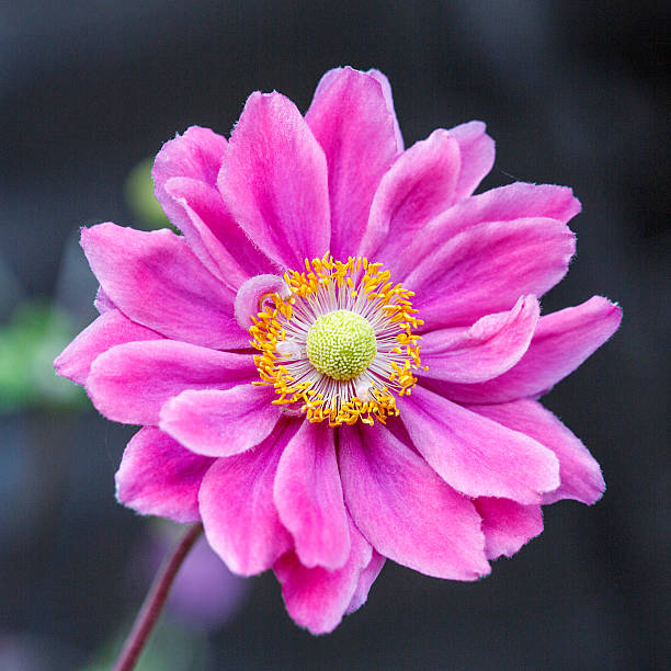Pink Japanese Anemone Close Up of a Japanese Anemone. Vibrant Colour. Square Format. japanese anemone windflower flower anemone flower stock pictures, royalty-free photos & images