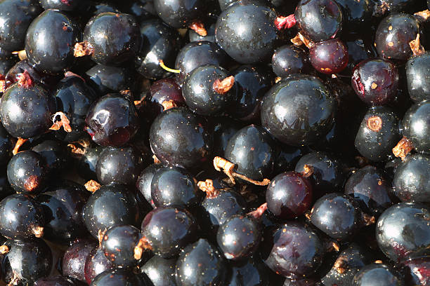 istock Background from ripe berries of blackcurrant 485647882