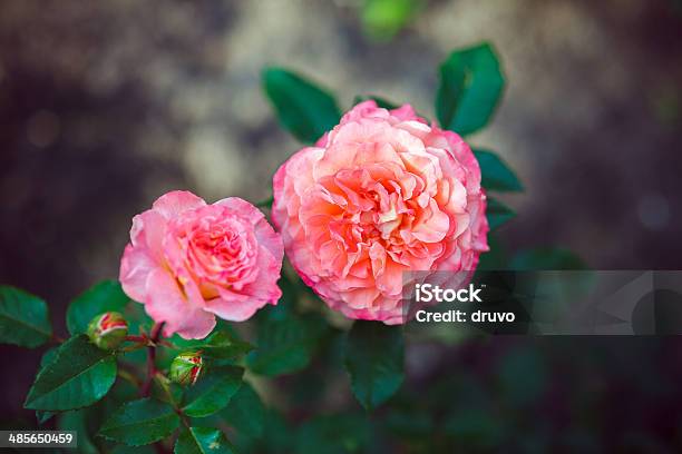 Rosen Stockfoto und mehr Bilder von Baumblüte - Baumblüte, Bildschärfe, Blatt - Pflanzenbestandteile