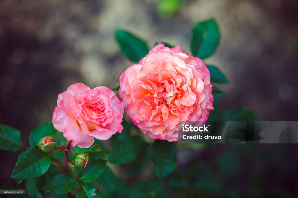 Rosas - Royalty-free Ao Ar Livre Foto de stock