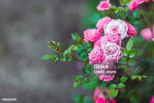 Роз — стоковые фотографии и другие картинки Ароматический - Ароматический, Без людей, Весна