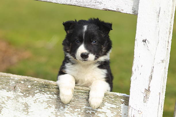 istock Border Collie Puppy With Paws on White Rustic Fence 485650855