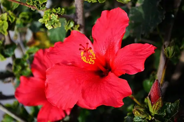 Close up of a red hibiscus in Cyprus with pollen