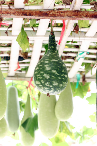 green Chinese winter melon hang in the vegetables garden.