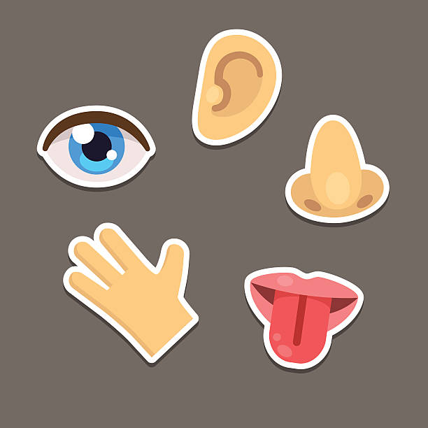 Senses icons Set of five human senses symbols, flat cartoon style. human nose stock illustrations