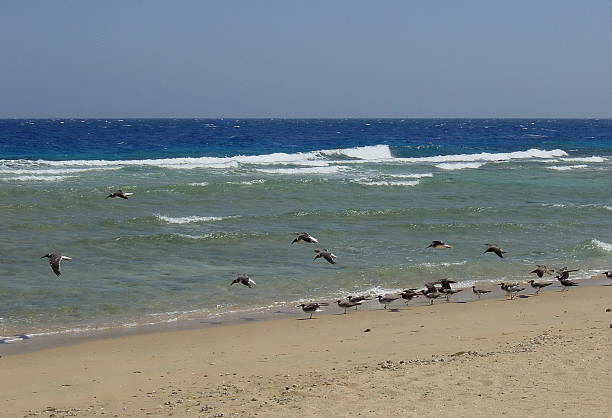 istock Egypt – Red Sea. Seagulls ready for takeoff 485651658