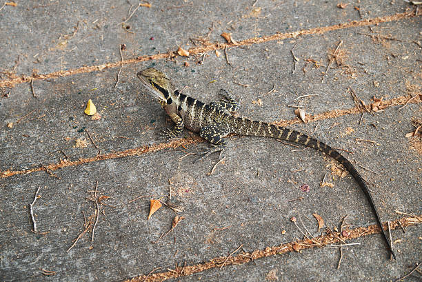 Eastern water dragon, Physignathus lesueurii, common lizard in Australia
