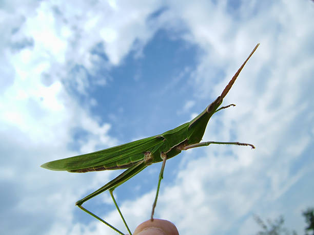 Locust stock photo