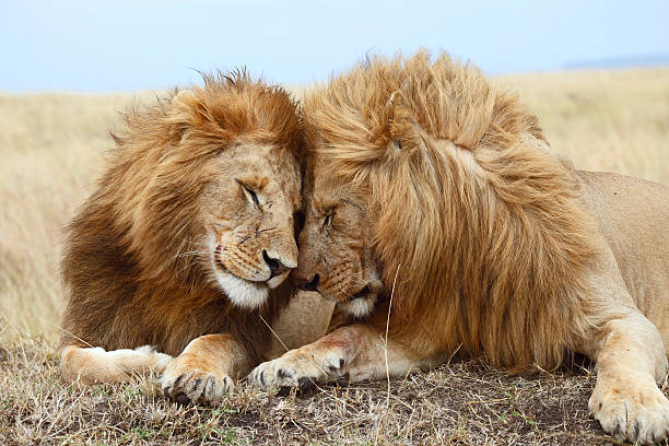 lion-brüder - masai mara stock-fotos und bilder