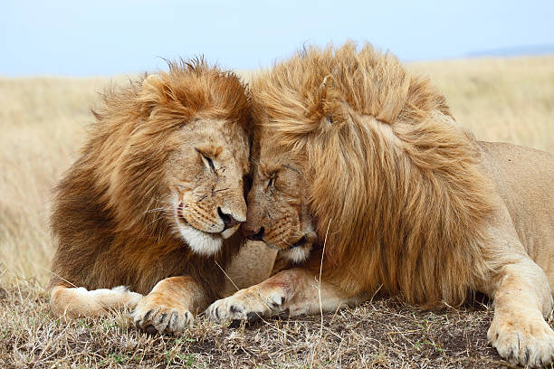 Lion brothers two male lions cuddle each other maasai mara national reserve photos stock pictures, royalty-free photos & images