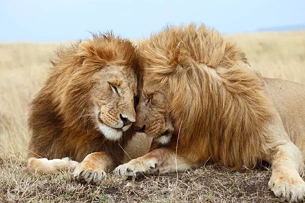 Photo of Lion brothers