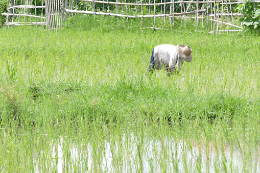 Chiang Mai, Thailand - August 26, 2015: The farmer is harvesting rice in paddy field in Hangdong district.