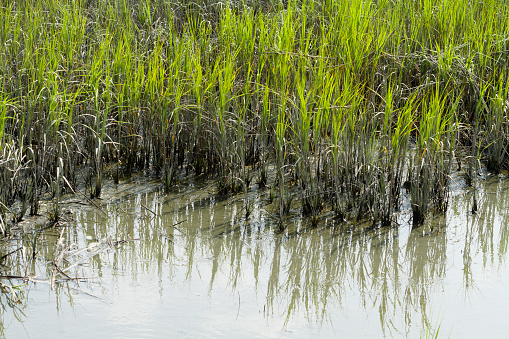 Smooth cordgrass and mud in the brackish water coastal area in Murrells Inlet, South Carolina.