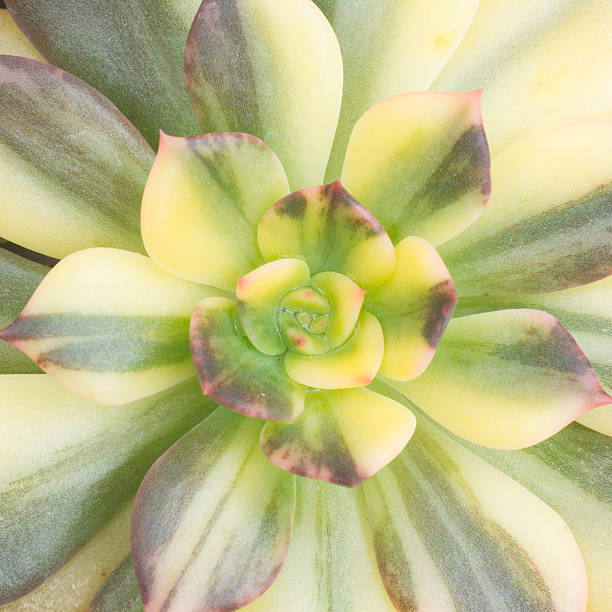istock close up of cactus texture background 485652792