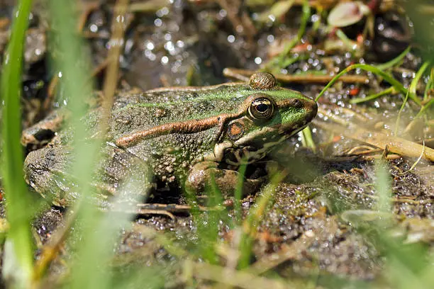 Common European frog hides between grasses at a pond.(old: Rana esculenta, new: Pelophylax kl. esculentus). Other names: European frog, common waterfrog, Edible frog. Shallow depth of field. Focus on the head. Blurred grases in the foreground.