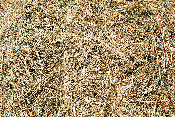 istock Golden autumn fall hay straw texture background wallpaper 485652944
