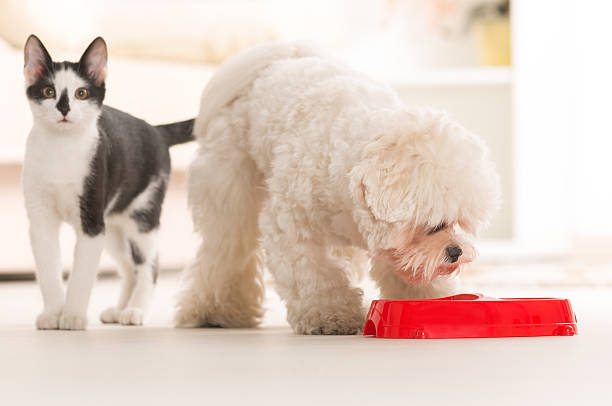 istock Dog and cat eating food from a bowl 485653043