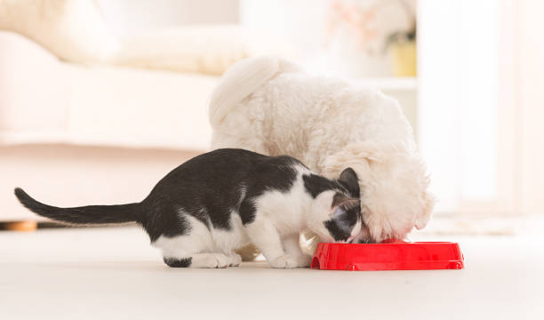 istock Dog and cat eating food from a bowl 485653045