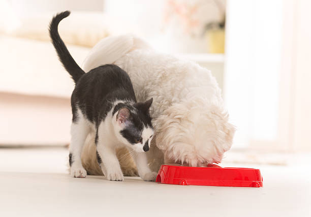 istock Dog and cat eating food from a bowl 485653047