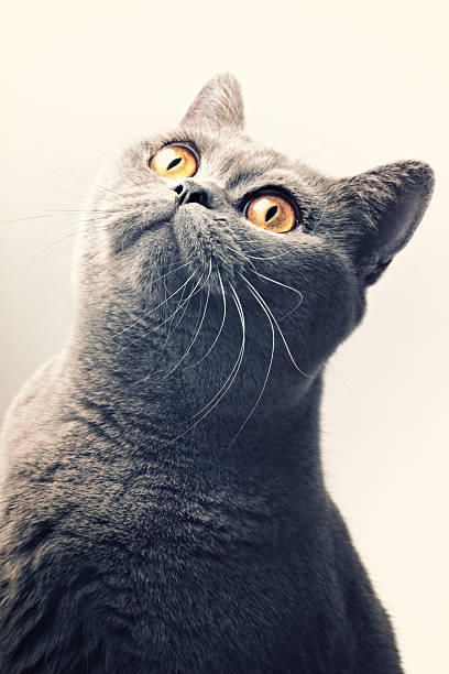 istock Gray shorthair British cat 485653355