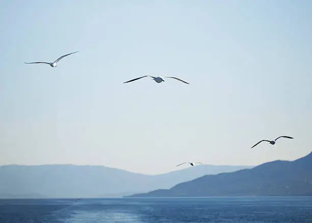 Photo of gulls