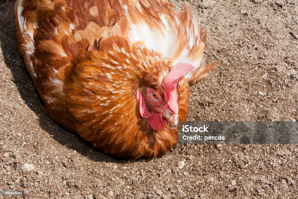 Hen Close up of hen laying egg, copy space on the right. Agriculture Stock Photo