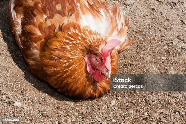 Hen Stock Photo - Download Image Now - Agriculture, Animal, Bird