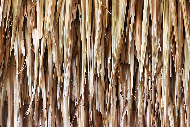 istock Oyster mushroom farming 485653722