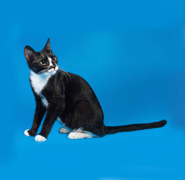 istock Black and white cat sitting on blue 485654086