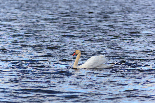 istock Mute Swan swim 485654125
