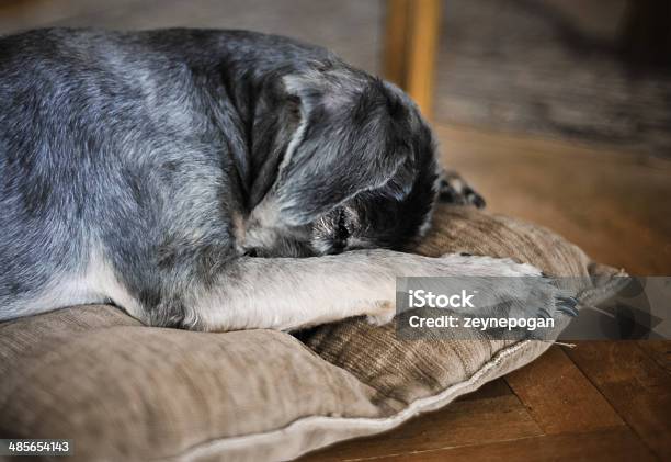 Сонная Собака — стоковые фотографии и другие картинки Белый фон - Белый фон, Весёлый, Волосы животного