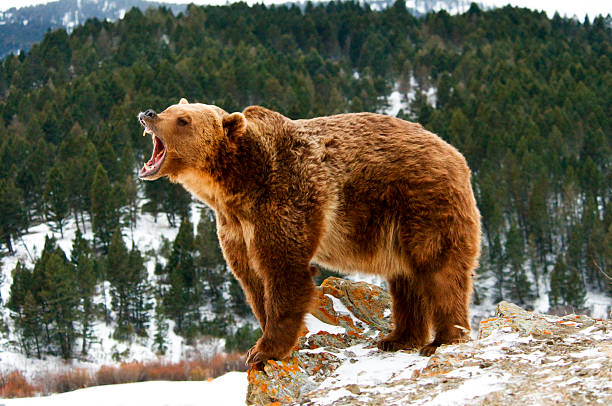 istock Growling Grizzly Bear 485654673