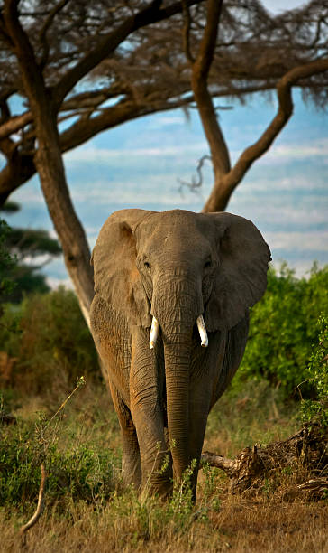 istock African elephant walking towards viewer 485655033