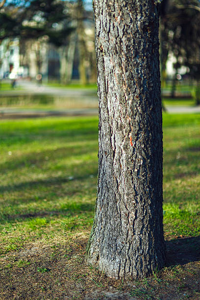 istock Spring in the city park 485655573