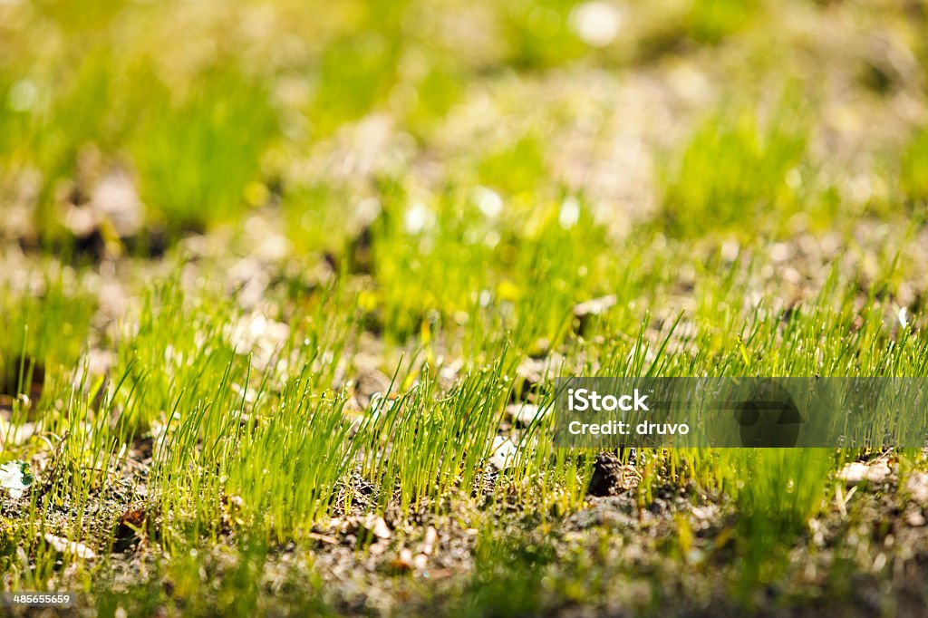 Green spring grass Backgrounds Stock Photo