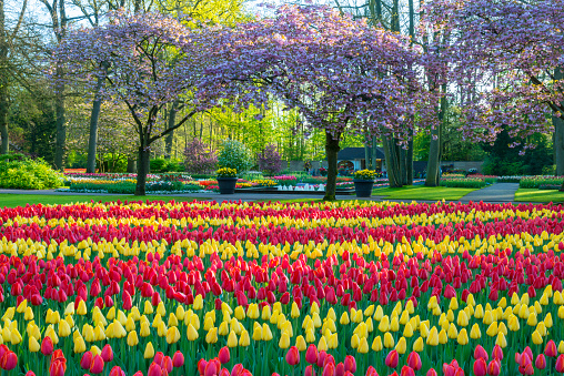 Park with multi-colored tulips, daffodils and grape hyacinths along a pond. Location is the Keukenhof garden, Netherlands.