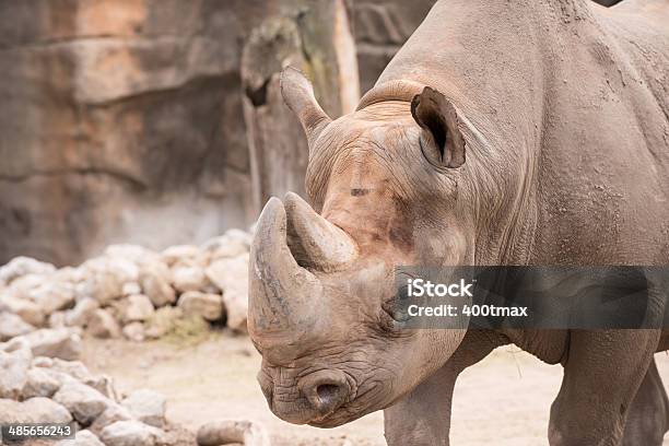 Nosorożec Afrykański - zdjęcia stockowe i więcej obrazów Lincoln Park Zoo - Lincoln Park Zoo, Agresja, Część ciała zwierzęcia