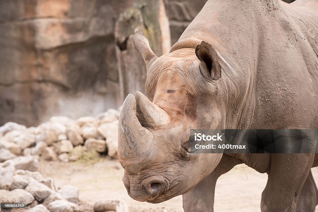 Африканский носорог - Стоковые фото Зоопарк Линкольн-парка роялти-фри