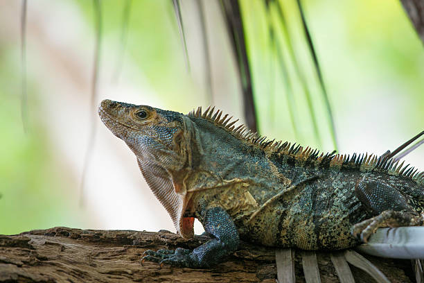 istock wildlife, Black Ctenosaur in Costa Rica 485656554