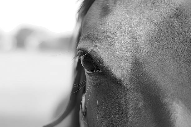 istock Eye of the Horse 485657195