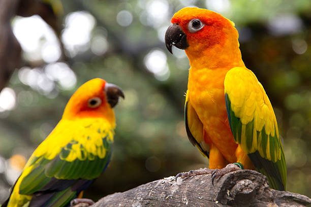 istock Portrait of sun conure 485657466