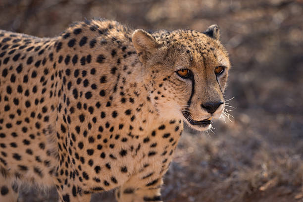 gepard - kruger national park national park southern africa africa stock-fotos und bilder