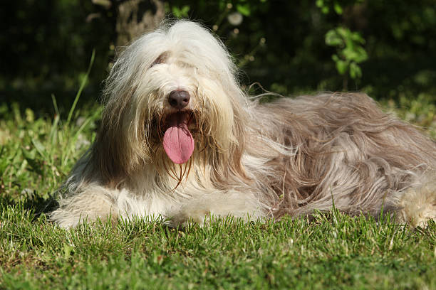 istock Amazing Bearder collie lyin in the grass 485657700