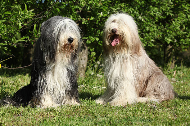 istock Bearded Collie sitting in the garden 485657704