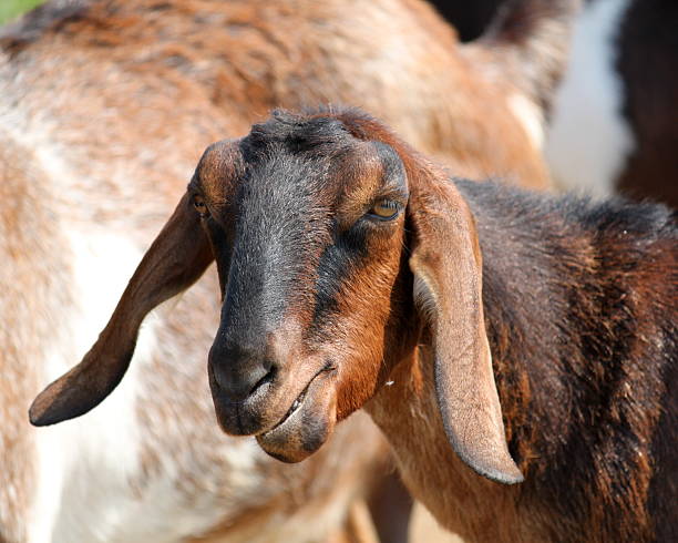 istock Portrait of a Goat 485657729