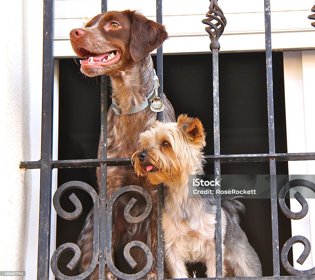 Get Me Out Of Here Two dogs looking through the window 2015 Stock Photo